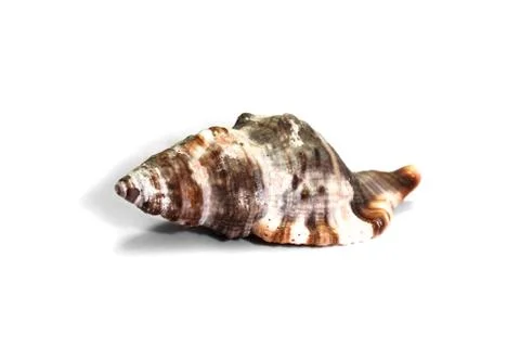 Sea shell isolated on white Stock Photos