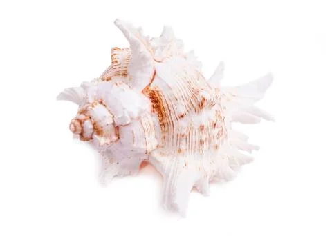 Sea shell isolated on white Stock Photos