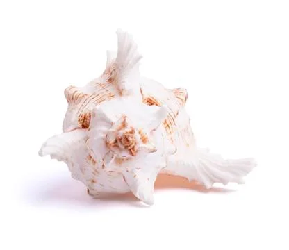 Sea shell isolated on white Stock Photos