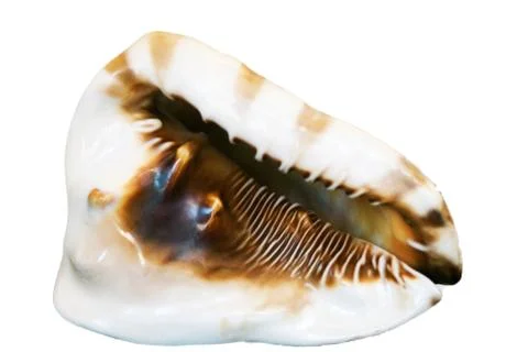 Sea Shell Isolated On White Stock Photos