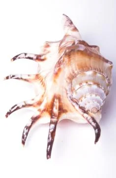 Sea shell isolated on white Stock Photos