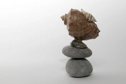 Sea shell isolated on white Stock Photos