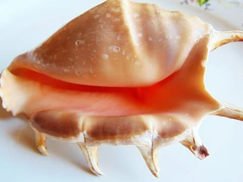 Sea shell isolated on white Stockfoto's