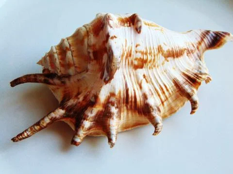 Sea shell isolated on white Stock Photos