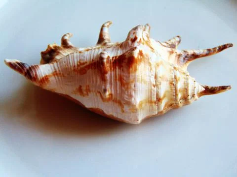 Sea shell isolated on white Foto stock