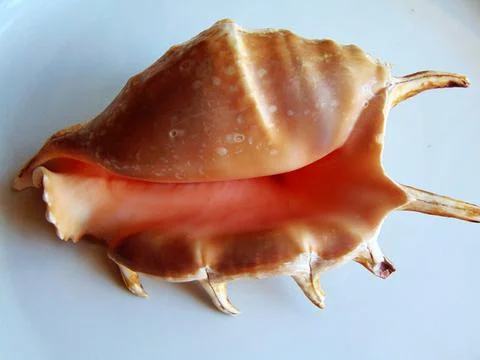 Sea shell isolated on white Fotos de archivo