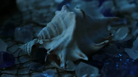 Sea Shell Light Stock Footage 9034646