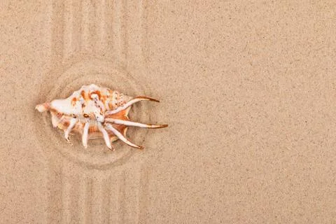 Sea shell lying in the center of a circle made of sand. Foto stock