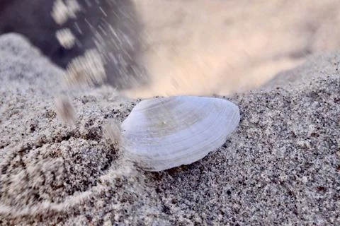 Sea shell lying on the sandy beach of the Baltic Sea. The shell is covered with  Stock Photos
