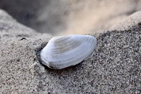 Sea shell lying on the sandy beach of the Baltic Sea. The shell is covered with  Stock Photos