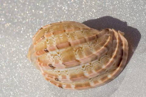 Sea Shell Macro Stock Photos