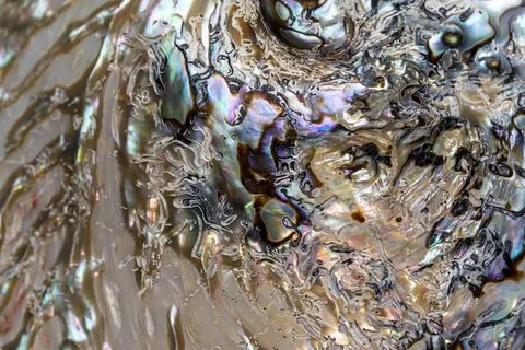 Sea shell, macro photography of external surface,  have been polished. Stock Photos