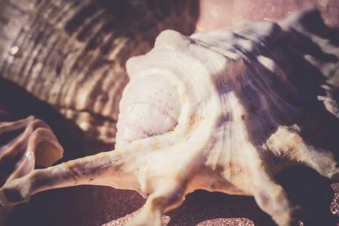 Sea Shell Macro Retro Stock Photos