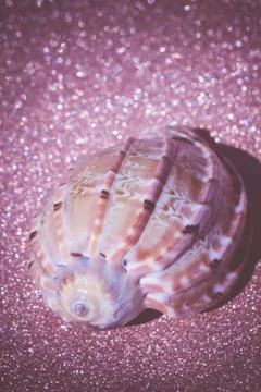 Sea Shell Macro Retro 写真素材