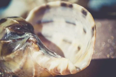 Sea Shell Macro Retro 스톡 사진