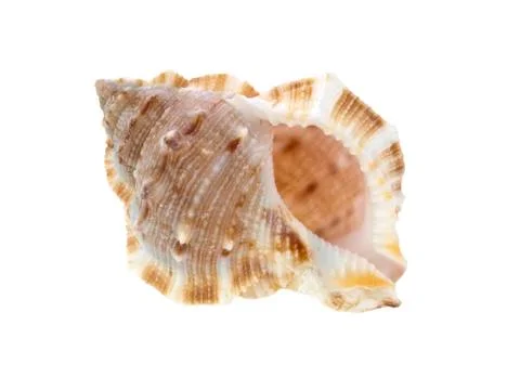 Sea shell macro view Foto stock