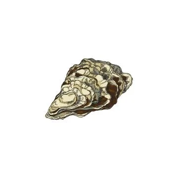 Sea shell marine life element, hand drawn colored sketch vector illustration Illustrazione stock