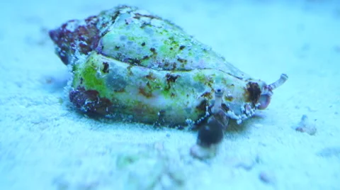 Sea shell with mollusc inside Vidéo 67662103