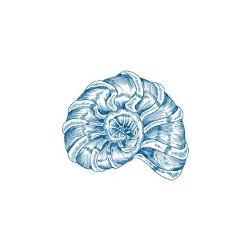 Sea shell or conch in spiral shape, hand drawn vector illustration isolated. Stock Illustration