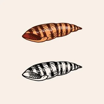 Sea shell or mollusca different forms. Engraved hand drawn in old sketch Illustration