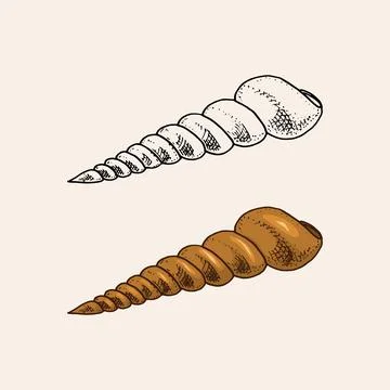 Sea shell or mollusca different forms. Engraved hand drawn in old sketch Illustration