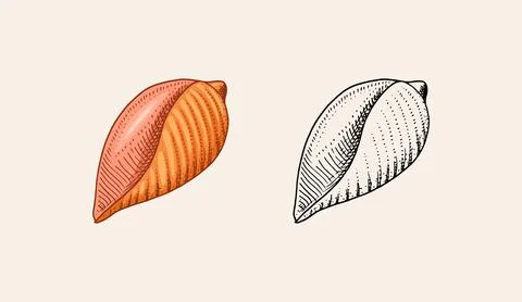 Sea shell or mollusca different forms. Engraved hand drawn in old sketch Illustration