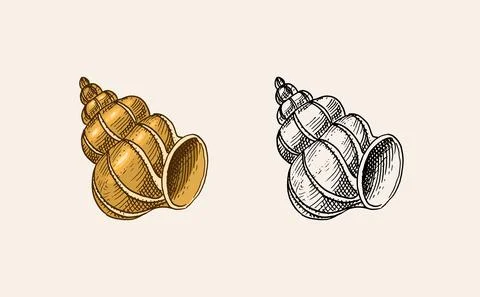 Sea shell or mollusca different forms. Engraved hand drawn in old sketch Stock Illustration