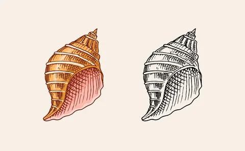 Sea shell or mollusca different forms. Engraved hand drawn in old sketch Stock Illustration