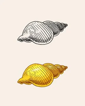 Sea shell or mollusca different forms. Engraved hand drawn in old sketch Stock Illustration