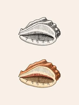 Sea shell or mollusca different forms. Engraved hand drawn in old sketch Stock Illustration