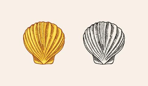 Sea shell or mollusca different forms. Engraved hand drawn in old sketch Illustration