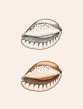 Sea shell or mollusca different forms. Engraved hand drawn in old sketch Stock Illustration