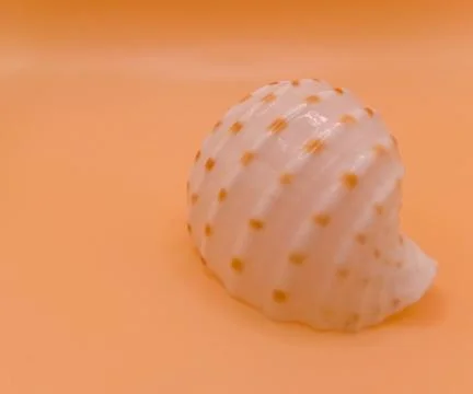 Sea shell on orange background Stock Photos