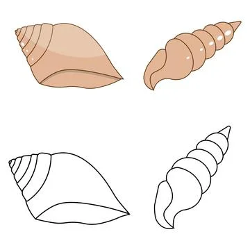 Sea shell outline and flat color illustrations Stock Illustration
