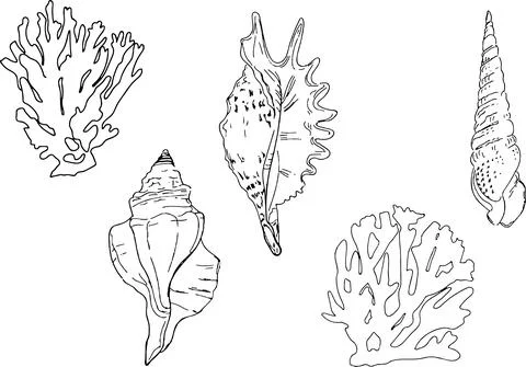 Sea shell outline set isolated on white. Linear simple vector illustration Stock Illustration
