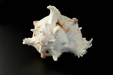 Sea shell over black background sea shell over black background Copyright:... Foto stock