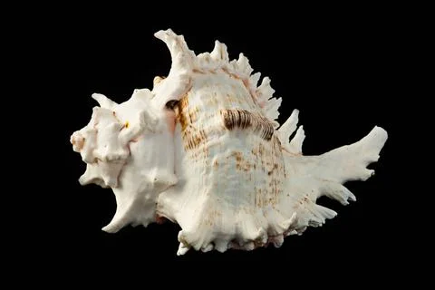 Sea shell over black background sea shell over black background Copyright:... Foto stock