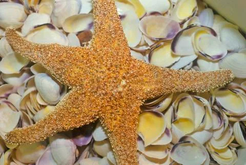 Sea shell patterns at the Shell Factory, Fort Myers, Florida Stock Photos