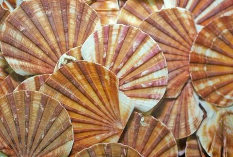 Sea shell patterns at the Shell Factory, Fort Myers, Florida Stock Photos