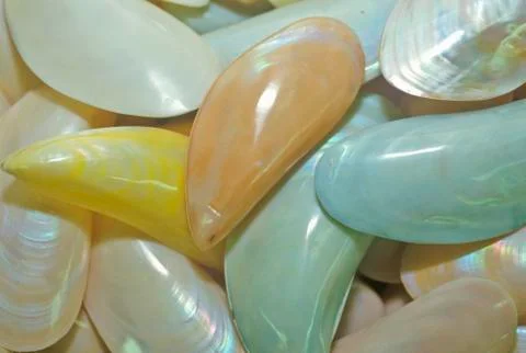 Sea shell patterns at the Shell Factory, Fort Myers, Florida Stock Photos