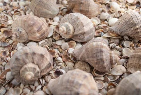 Sea shell pearl background. Seashells texture closeup.ish, sand, coral in the Stock Photos