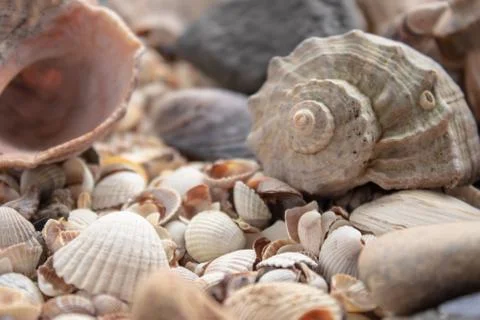 Sea shell pearl background. Seashells texture closeup.ish, sand, coral in the Stock Photos