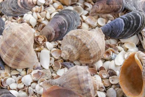 Sea shell pearl background. Seashells texture closeup.ish, sand, coral in the Stock Photos