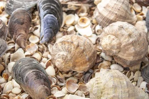 Sea shell pearl background. Seashells texture closeup.ish, sand, coral in the Stock Photos