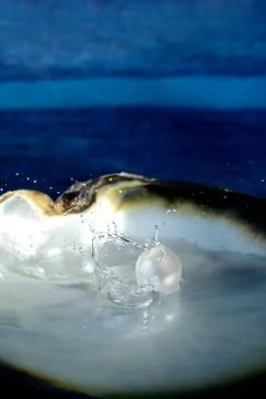 Sea shell with pearl Stock Photos