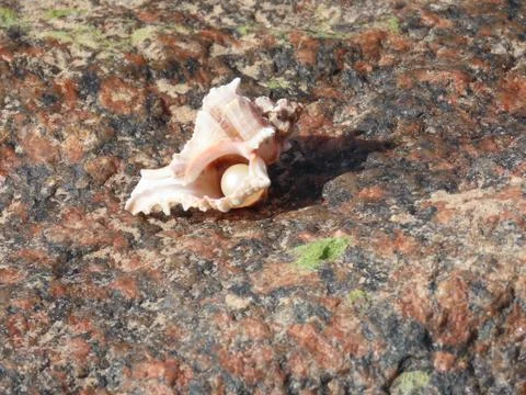 Sea shell with pearl Foto stock