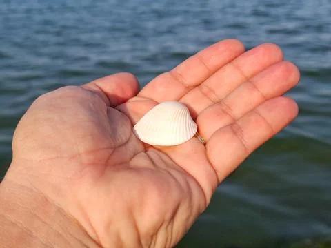Sea shell in a person's palm at the Black Sea. In Romania Photos