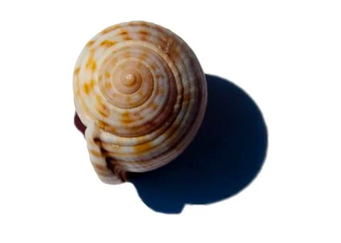 Sea Shell Foto stock