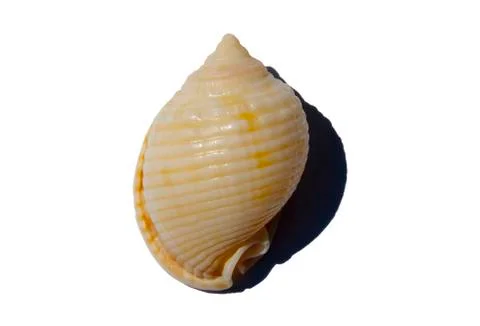 Sea Shell Foto stock