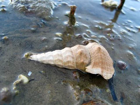Sea shell Stock Photos